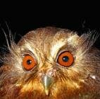 Seeing the Long-whiskered Owlet is a huge thrill, said David Geale of Asociacin Ecosistemas Andinos