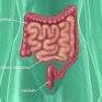 Study shows Folic Acid Supplements Don't Reduce Colorectal Tumor Risk